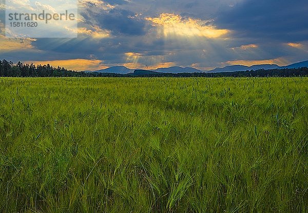 Getreidefeld bei Sonnenuntergang  Gerste (Hordeum vulgare)  Steiermark  Österreich  Europa