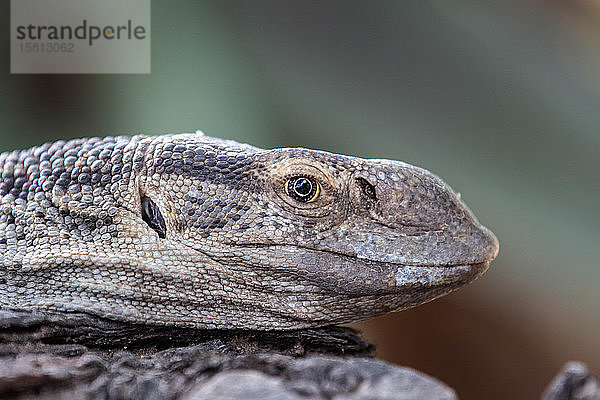 Der Kopf einer Waran-Eidechse  Varanus niloticus  Seitenprofil