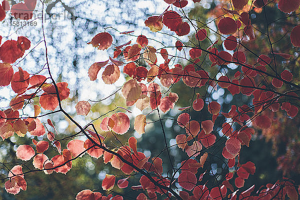 Sonnenflecken schienen im Herbst durch leuchtend rote Ahornblätter