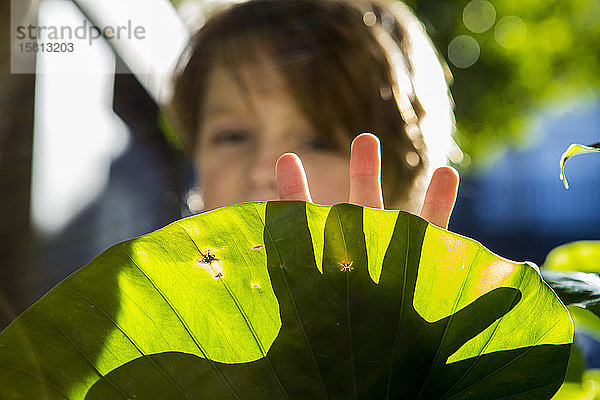 Hände eines sechsjährigen Jungen  der Schatten auf die Pflanze wirft