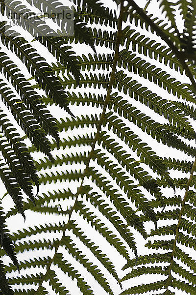 Close up grünen Farn Zweige gegen weißen Hintergrund