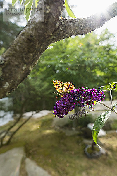 Schmetterling auf lila Blume im Garten
