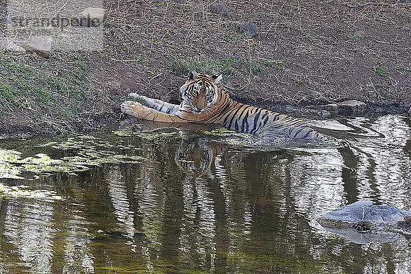 Weiblicher bengalischer Tiger (Panthera tigris tigris) beim Erfrischen im Wasser  Ranthambhore National Park  Rajasthan  Indien  Asien