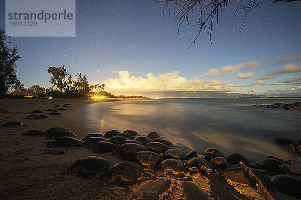 Suppenschildkröten (Chelonia mydas) am Baldwin Beach  Insel Maui  Hawaii  Vereinigte Staaten von Amerika  Nordamerika