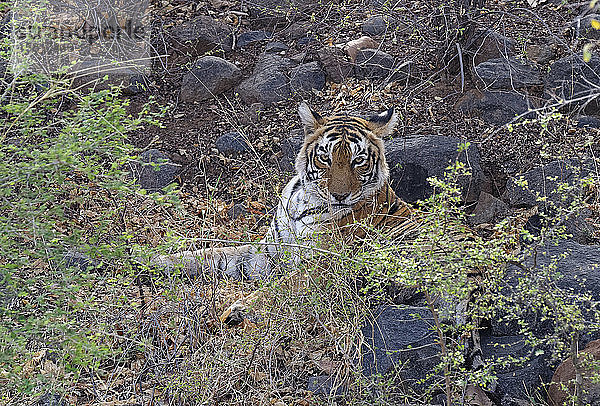 Weiblicher bengalischer Tiger (Panthera tigris tigris) auf dem Boden ruhend  Ranthambhore National Park  Rajasthan  Indien  Asien