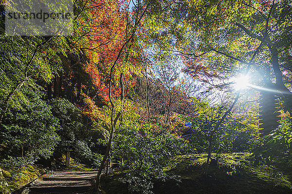 Herbstlaub am Ruriko-in-Tempel  Kyoto  Kansai  Japan  Asien