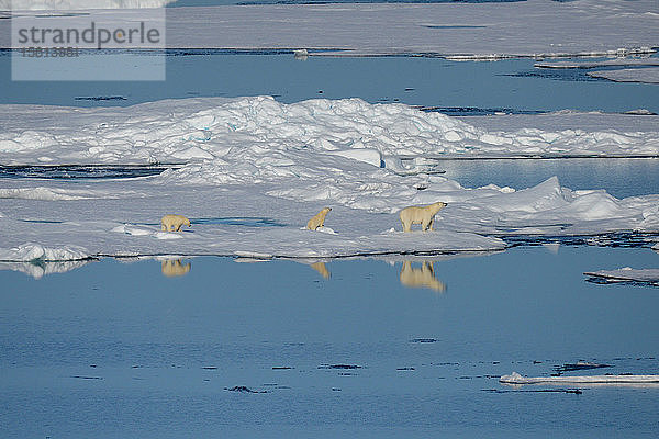 Eisbärenweibchen und Jungtiere im ersten Jahr auf dem Meereis  Nunavut und Nordwest-Territorien  Kanada  Nordamerika