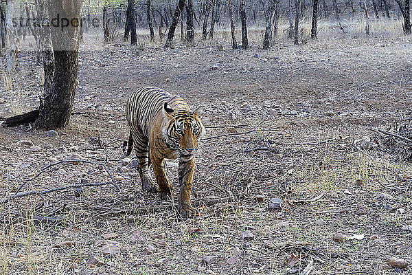 Weiblicher bengalischer Tiger (Panthera tigris tigris)  Ranthambhore National Park  Rajasthan  Indien  Asien