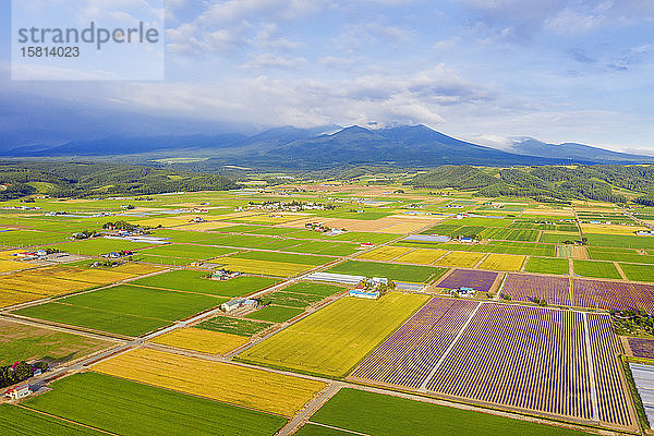 Luftaufnahme von Ackerland  Furano  Hokkaido  Japan  Asien