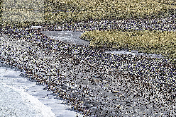 Königspinguine und Seeelefanten bedecken den Strand in Gold Harbor  Südgeorgien  britisches Überseeprotektorat  Polarregionen