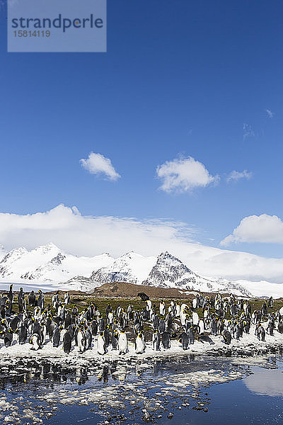 Ausgewachsene Königspinguine (Aptenodytes patagonicus) in der Brutkolonie auf Salisbury Plain  Südgeorgien  Polarregionen