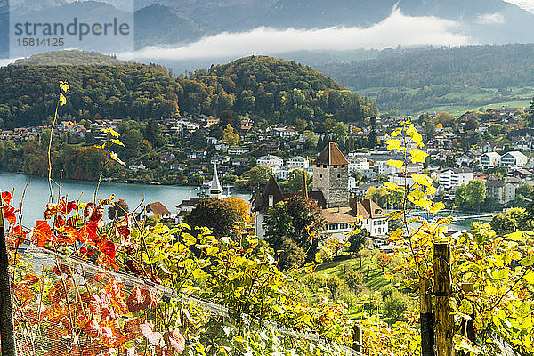 Schloss Spiez am Ufer des Thunersees umrahmt von Weinlaub im Herbst  Kanton Bern  Schweiz  Europa