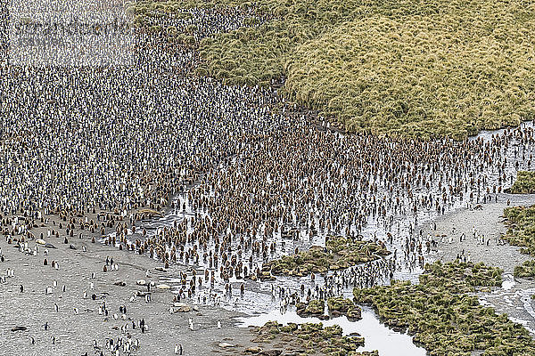 Königspinguine und Seeelefanten bedecken den Strand in Gold Harbor  Südgeorgien  britisches Überseeprotektorat  Polarregionen