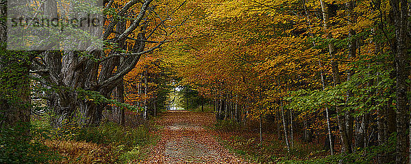 Wege zwischen Ahorn- und Espenbäumen  Maine  Neuengland  Vereinigte Staaten von Amerika  Nord-Amerika