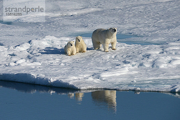 Eisbärenweibchen und Jungtiere im ersten Jahr auf dem Meereis  Nunavut und Nordwest-Territorien  Kanada  Nordamerika
