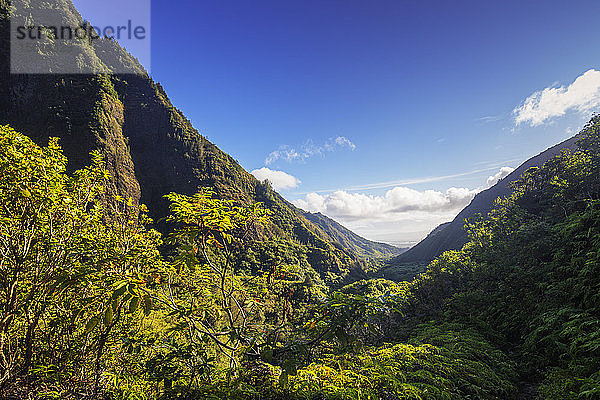 Iao Needle State Park  Insel Maui  Hawaii  Vereinigte Staaten von Amerika  Nord-Amerika