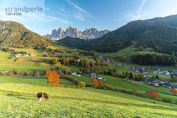 Weidende Kühe in der Herbstlandschaft mit den Geislerspitzen im Hintergrund  Santa Magdalena  Funes  Dolomiten  Südtirol  Italien  Europa