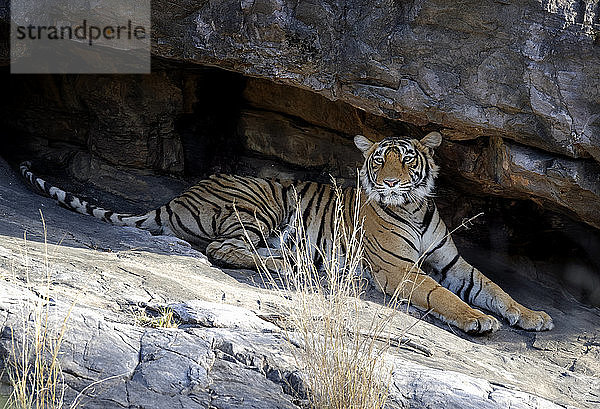 Weiblicher bengalischer Tiger (Panthera tigris tigris) ruhend unter Felsen  Ranthambhore National Park  Rajasthan  Indien  Asien