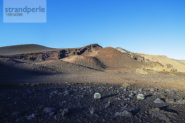 Vulkanlandschaft  Hawaii-Silberschwert (Argyroxiphium sandwicense) endemisch  Haleakala-Nationalpark  Insel Maui  Hawaii  Vereinigte Staaten von Amerika  Nordamerika