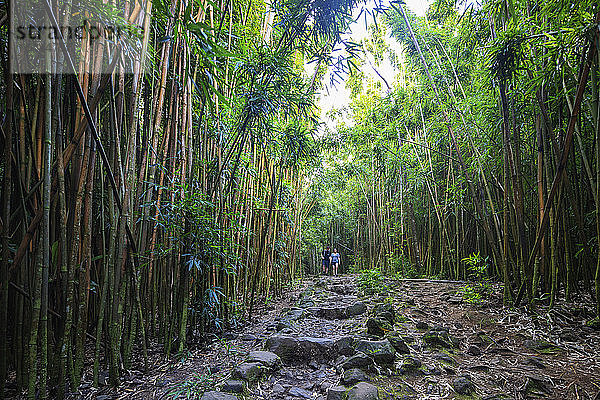 Wanderer auf dem Pipiwai-Pfad im Bambuswald  Haleakala-Nationalpark  Insel Maui  Hawaii  Vereinigte Staaten von Amerika  Nordamerika