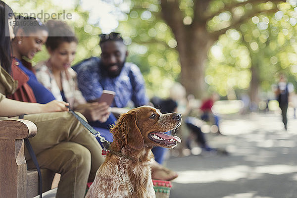 Freunde mit Hund auf einer Parkbank