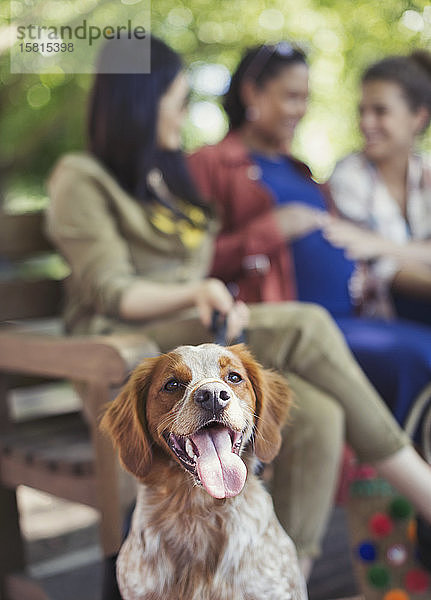 Portrait glücklicher brauner und weißer Hund im Park