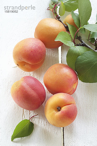 Frische Aprikosen mit Zweigen