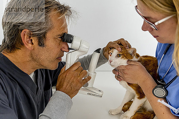 Tierarzt und Assistentin untersuchen Katzenauge in der Klinik