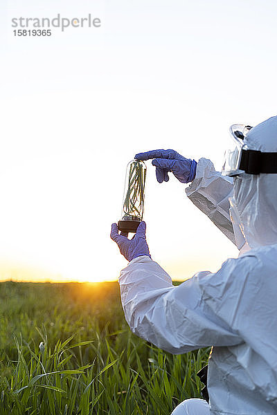 Weibliche Wissenschaftlerin forscht im Feld und hält bei Sonnenuntergang ein Glas mit einer Pflanze