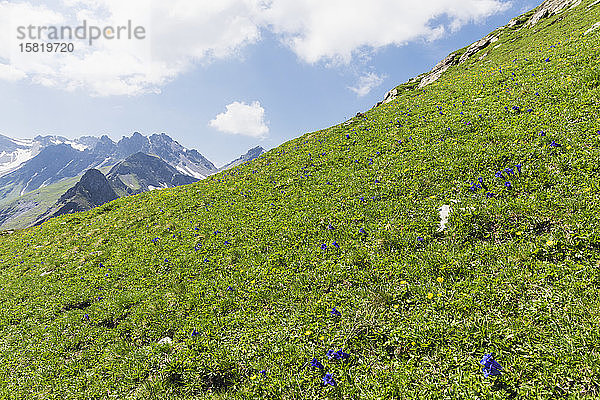 Schweiz  Kanton St. Gallen  Enzian und Butterblumen auf der Bergwiese