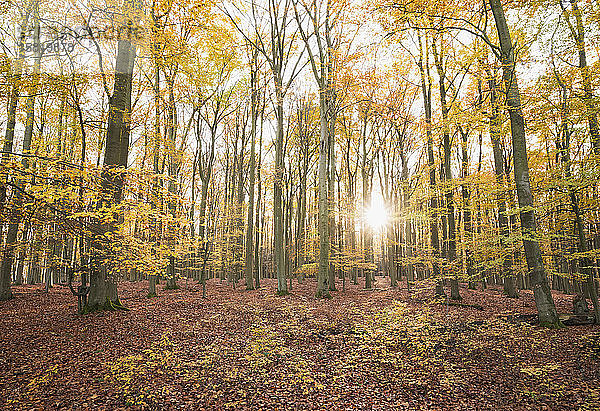 Deutschland  Nordrhein-Westfalen  Sonnenlicht beleuchtet Kermeter-Wald im Herbst