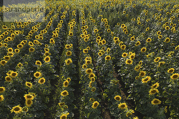 Deutschland  Brandenburg  Drohnenansicht von im Feld blühenden Sonnenblumen