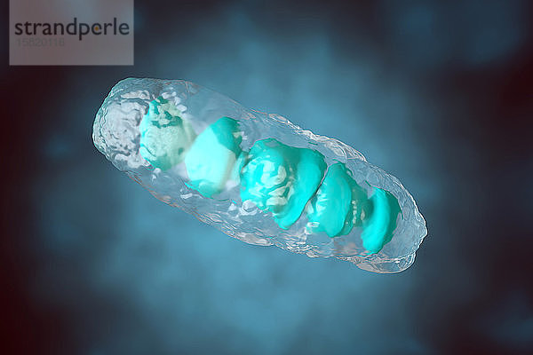 3D-gerenderte Illustration  Visualisierung eines anatomisch korrekten Mitochondriums  einer Organelle der meisten eukaryotischen und anderen Zellen