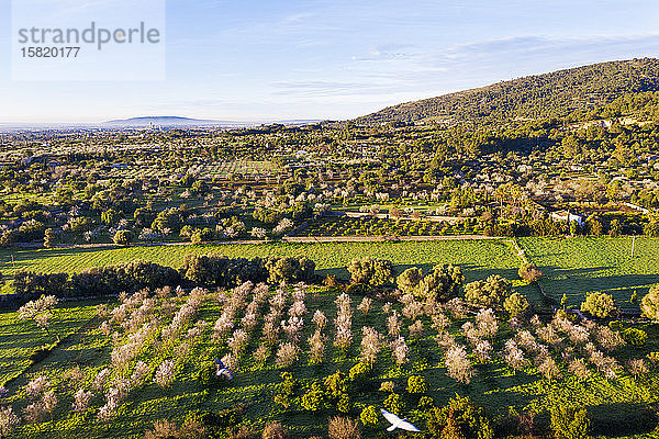 Spanien  Balearen  Mancor de la Vall  Luftaufnahme von Mandelbäumen im Frühlingsobstgarten