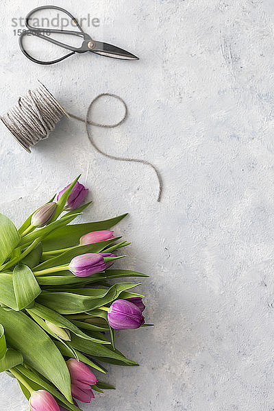 Schere  Spule mit Schnur und Strauss violett blühender Tulpen