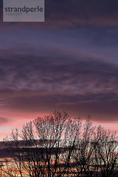 Deutschland  Purpurne Wolken über der Silhouette eines kahlen Baumes in der Winterdämmerung