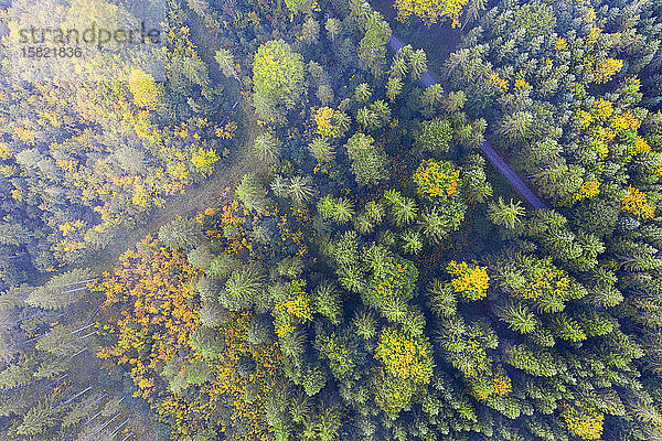 Deutschland  Bayern  Krun  Drohnenansicht des Nebels über dem Herbstwald