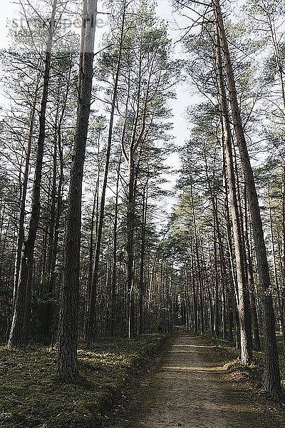 Litauen  Kernave  Leerer Waldweg