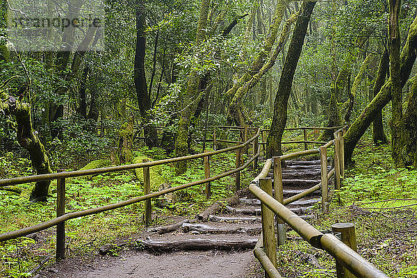 Spanien  Provinz Santa Cruz de Tenerife  Leerer Waldweg im Garajonay-Nationalpark