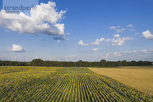 Deutschland  Brandenburg  Drohnenansicht eines Sonnenblumenfeldes im Sommer mit Windturbinen im entfernten Hintergrund