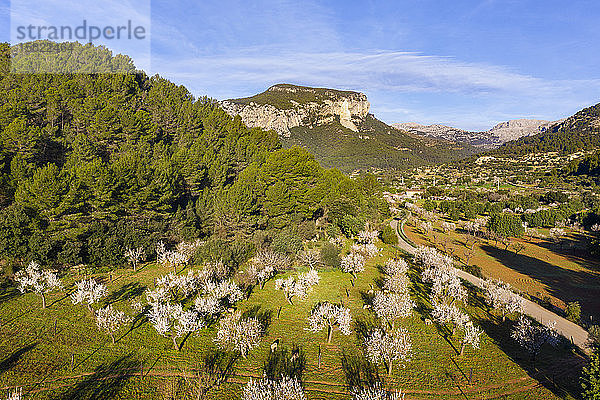 Spanien  Balearen  Mancor de la Vall  Luftaufnahme der Mandelbäume im Frühlingsobstgarten der Serra de Tramuntana