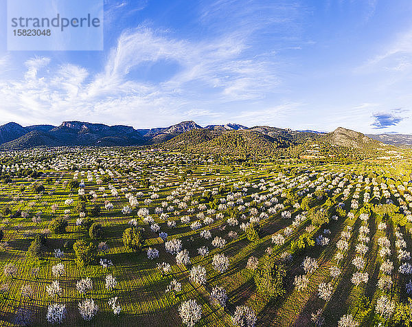 Spanien  Balearen  Bunyola  Luftaufnahme der Mandelbäume im Frühlingsobstgarten der Serra de Tramuntana