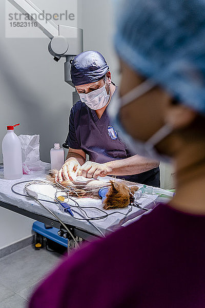 Tierarzt und Assistent beim Operieren eines Hundes in der Klinik