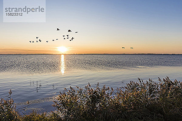 Deutschland  Mecklenburg-Vorpommern  Ostsee  Insel Rügen  Schaprode  Schaproder Bodden  Kraniche (Grus grus)  die bei Sonnenuntergang über dem Meer fliegen