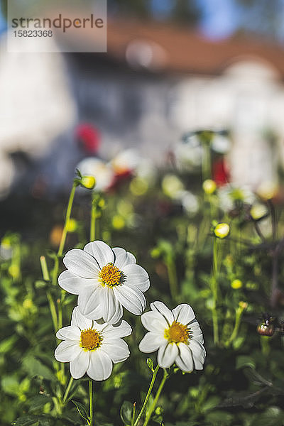 Deutschland  Weiße Gänseblümchen blühen im Freien