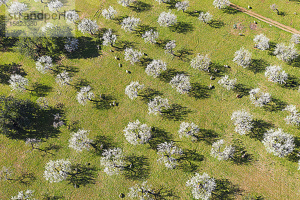 Spanien  Balearen  Bunyola  Luftaufnahme einer Schafherde  die in einem Mandelbaumgarten weidet