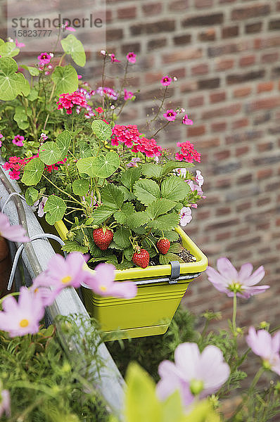 Erdbeeren und verschiedene Blumen  die im Sommer im Blumenkasten wachsen