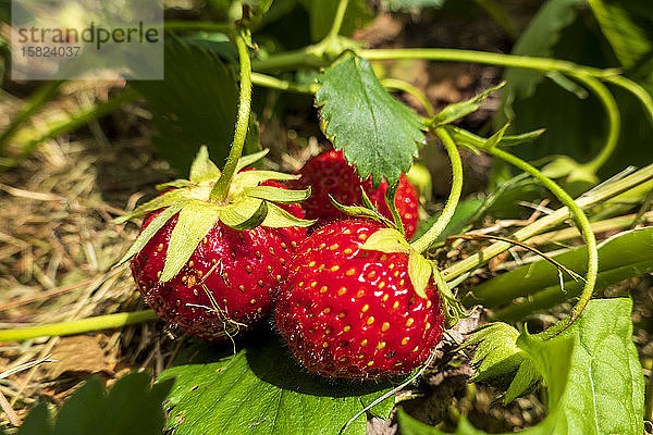 Deutschland  Reife Erdbeeren im Garten
