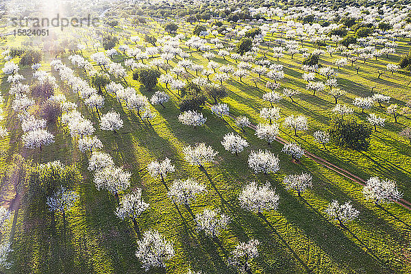 Spanien  Balearen  Bunyola  Luftaufnahme von Mandelbäumen im Frühlingsgarten in der Morgendämmerung