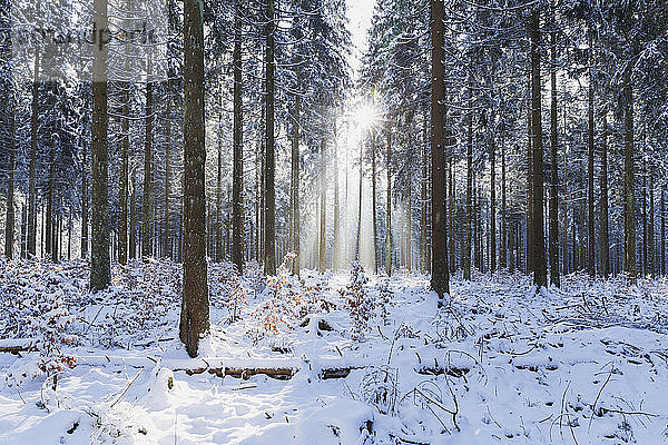 Deutschland  Nordrhein-Westfalen  Sonnenlicht beleuchtet schneebedeckten Wald im Nationalpark Eifel